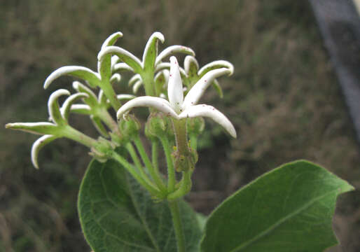 Image of Orthanthera jasminiflora (Decne.) Schinz