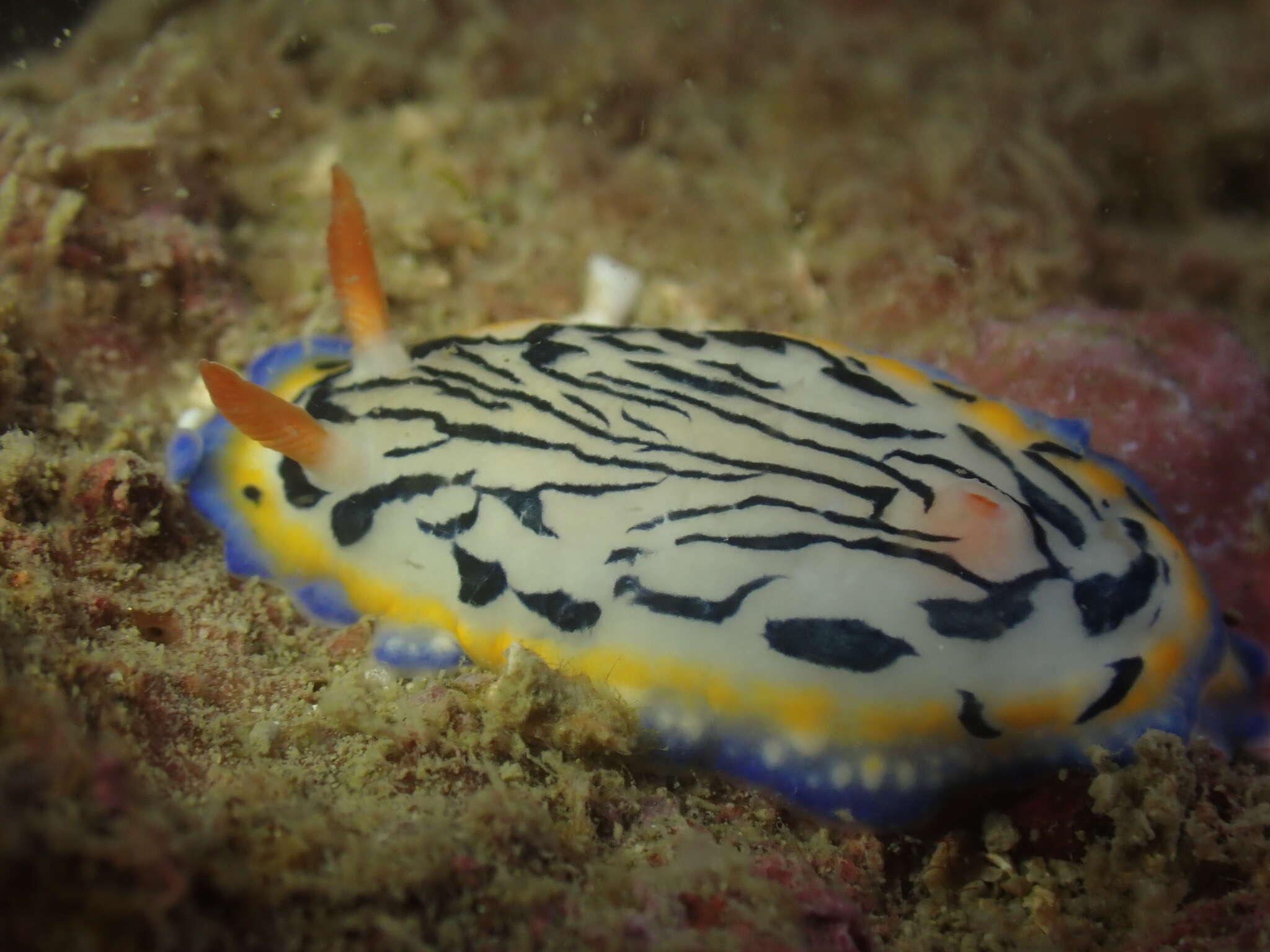 Image de Hypselodoris maritima (Baba 1949)