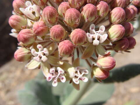 Image of Asclepias otarioides E. Fourn.