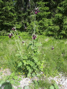 Image of Cirsium greimleri