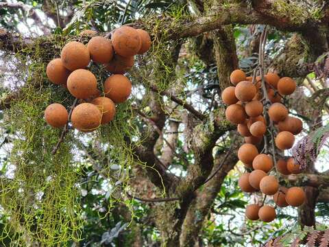 Sivun Dysoxylum pachyphyllum Hemsl. kuva