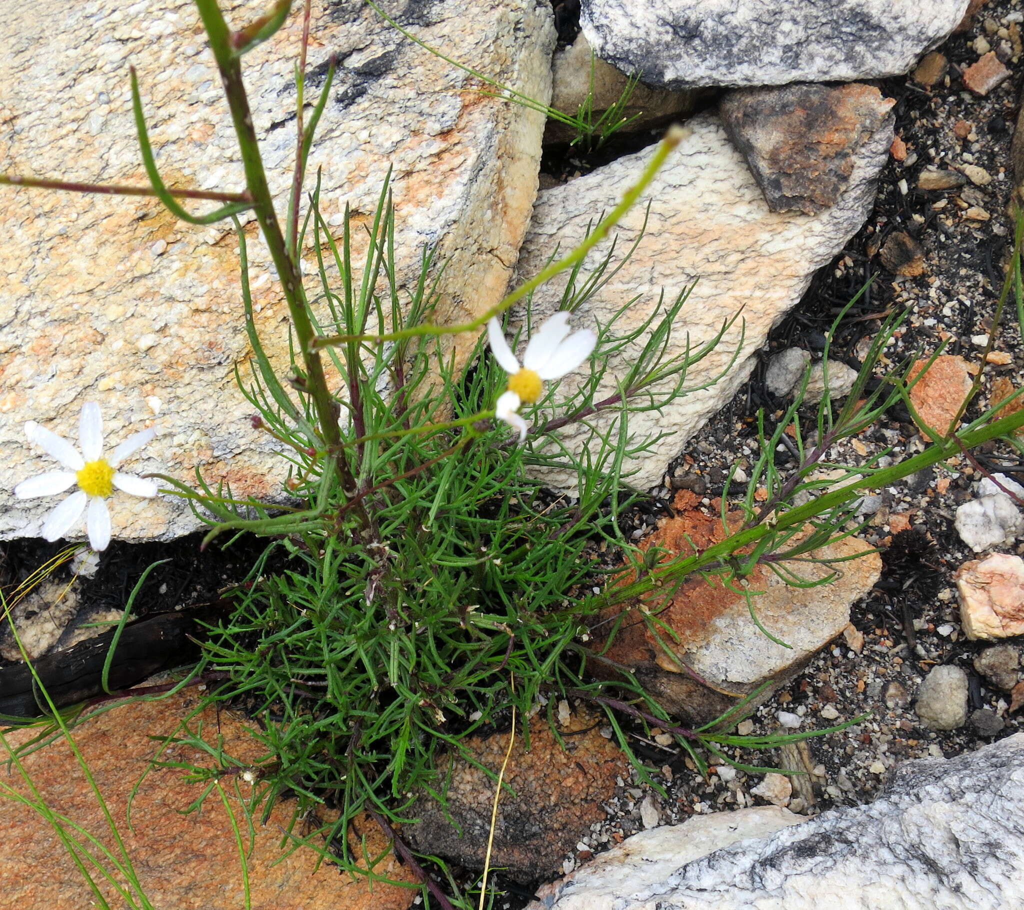 Image of Phymaspermum leptophyllum (DC.) Benth. & Hook. fil.