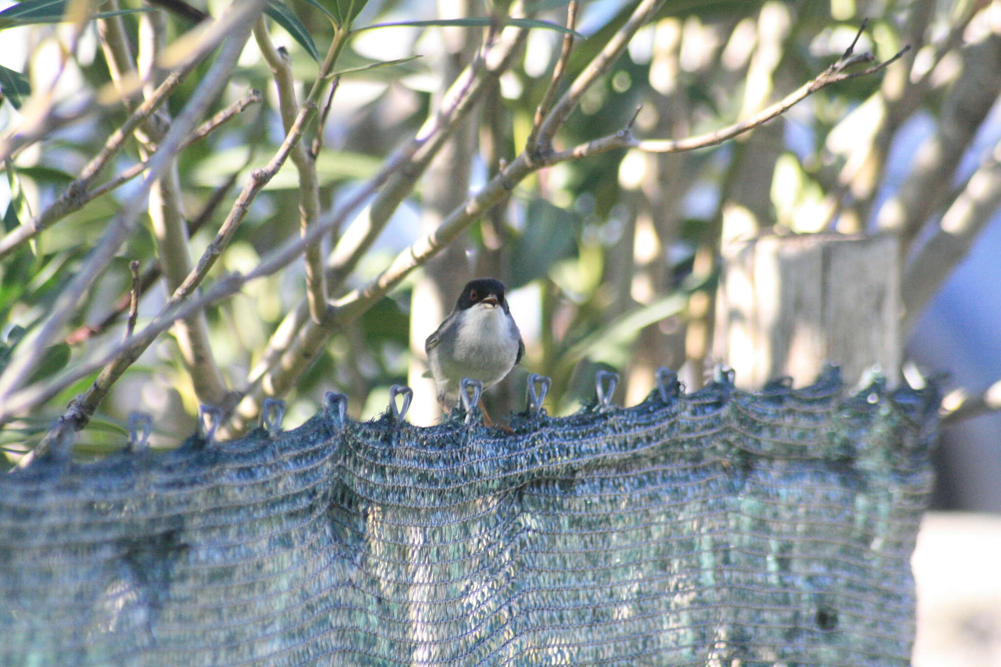 Image of Sardinian Warbler