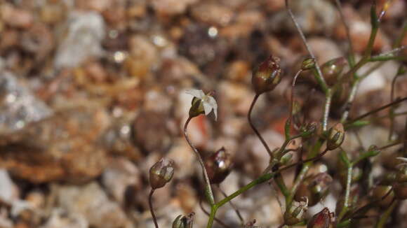 Image de Nemacladus pinnatifidus Greene