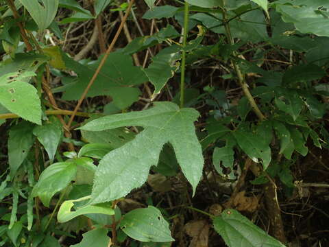 Ficus simplicissima Lour.的圖片