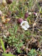 Image of Silene uniflora subsp. uniflora