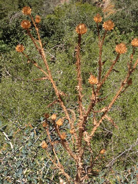 Image of Onopordum cynarocephalum Boiss. & Blanche