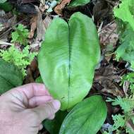 Image of Diplazium cordifolium Bl.