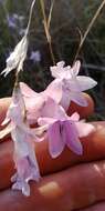 صورة Dierama mossii (N. E. Br.) Hilliard