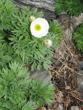 Imagem de Ranunculus buchananii Hook. fil.