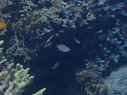 Image of Damselfish