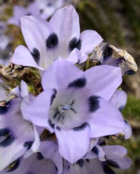 Image of Roella maculata Adamson