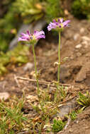 Image of Penstemon heterodoxus var. heterodoxus