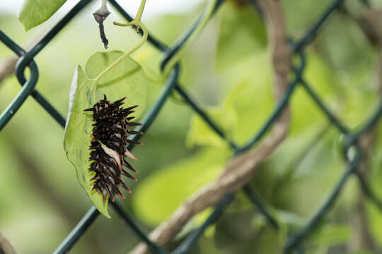 Image of <i>Troides aeacus kaguya</i>