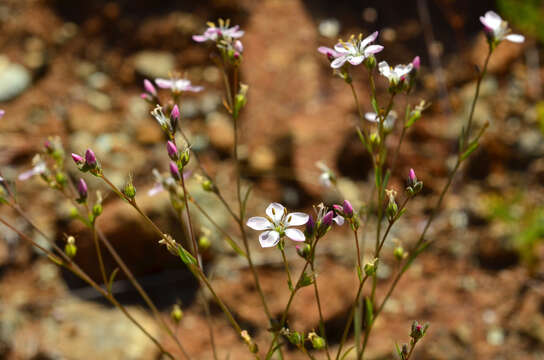 Image of Marin dwarf-flax