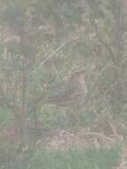 Image of Nilgiri Pipit