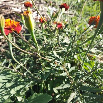 Image of French marigold