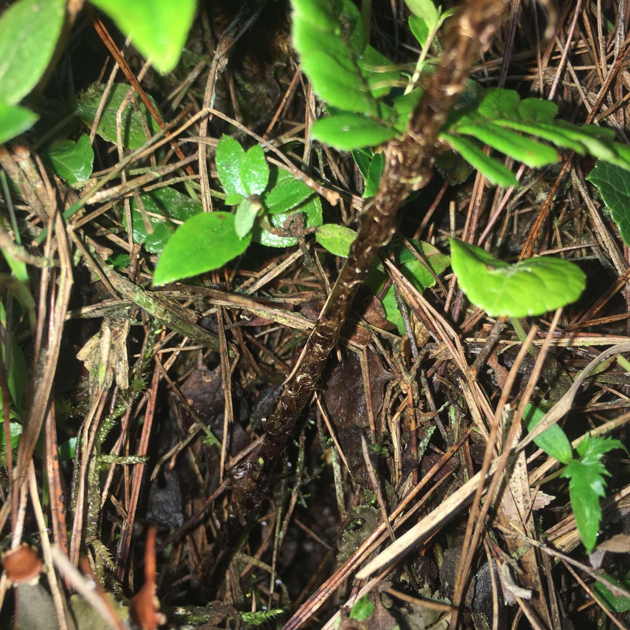 Imagem de Dryopteris lepidopoda Hayata