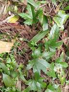 Image of Rubus reflexus var. hui (Diels ex Hu) F. P. Metcalf