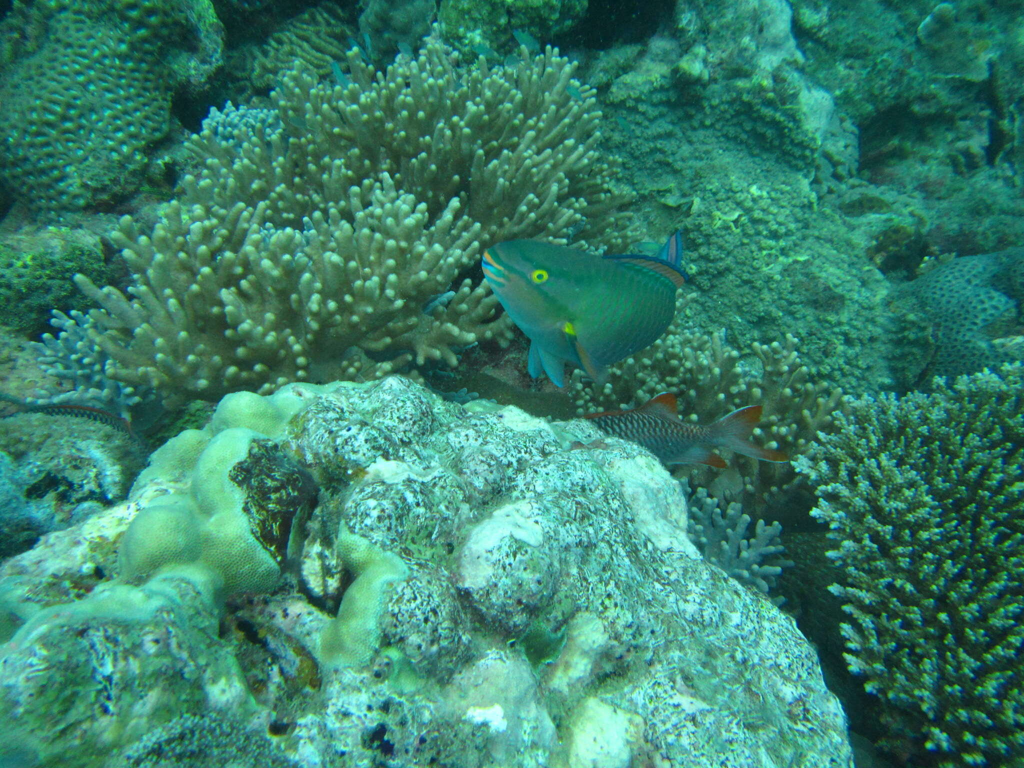 Image of Batavian Parrotfish