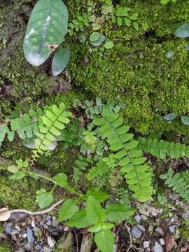 Image of Adiantum edgeworthii Hook.