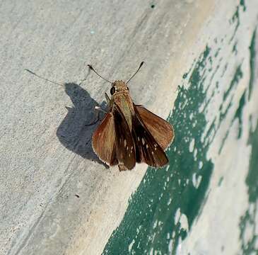 Image of Olive-Haired Swift