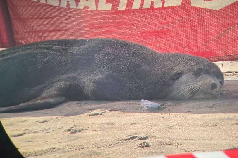 Image of Amsterdam Island Fur Seal