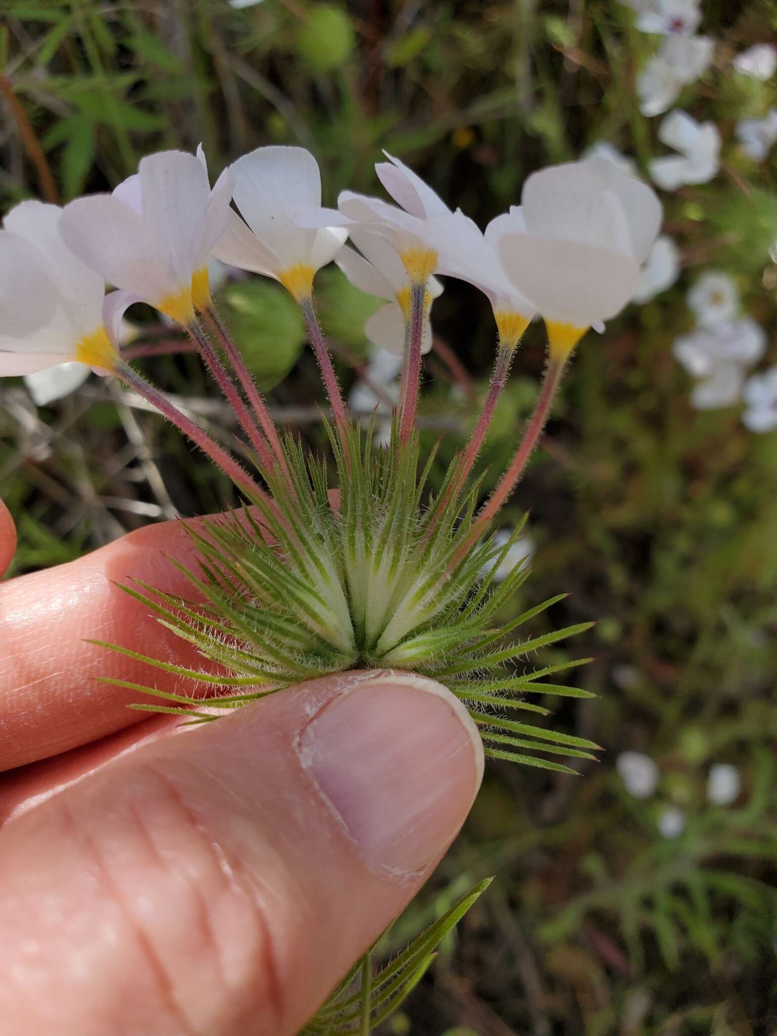 Image of mustang clover