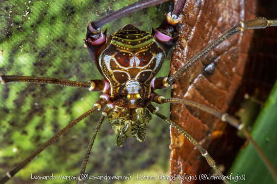 Image of Goniosoma capixaba Da Silva & Gnaspini 2010