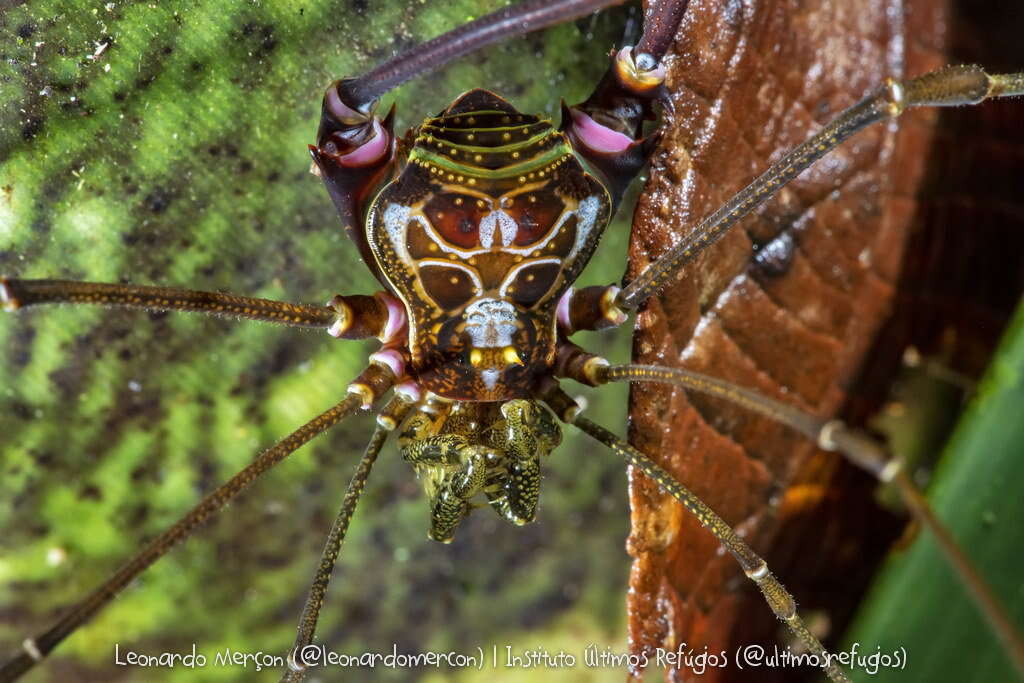 Image of Goniosoma capixaba Da Silva & Gnaspini 2010