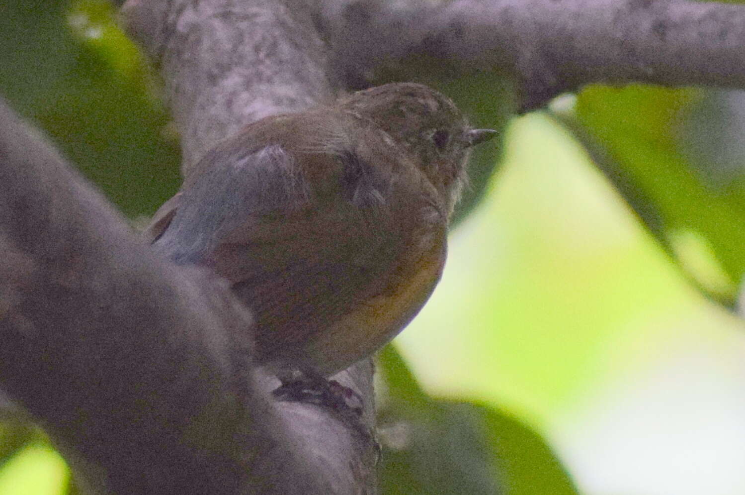 Image of Himalayan Bluetail