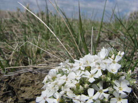 Image of spiny phlox