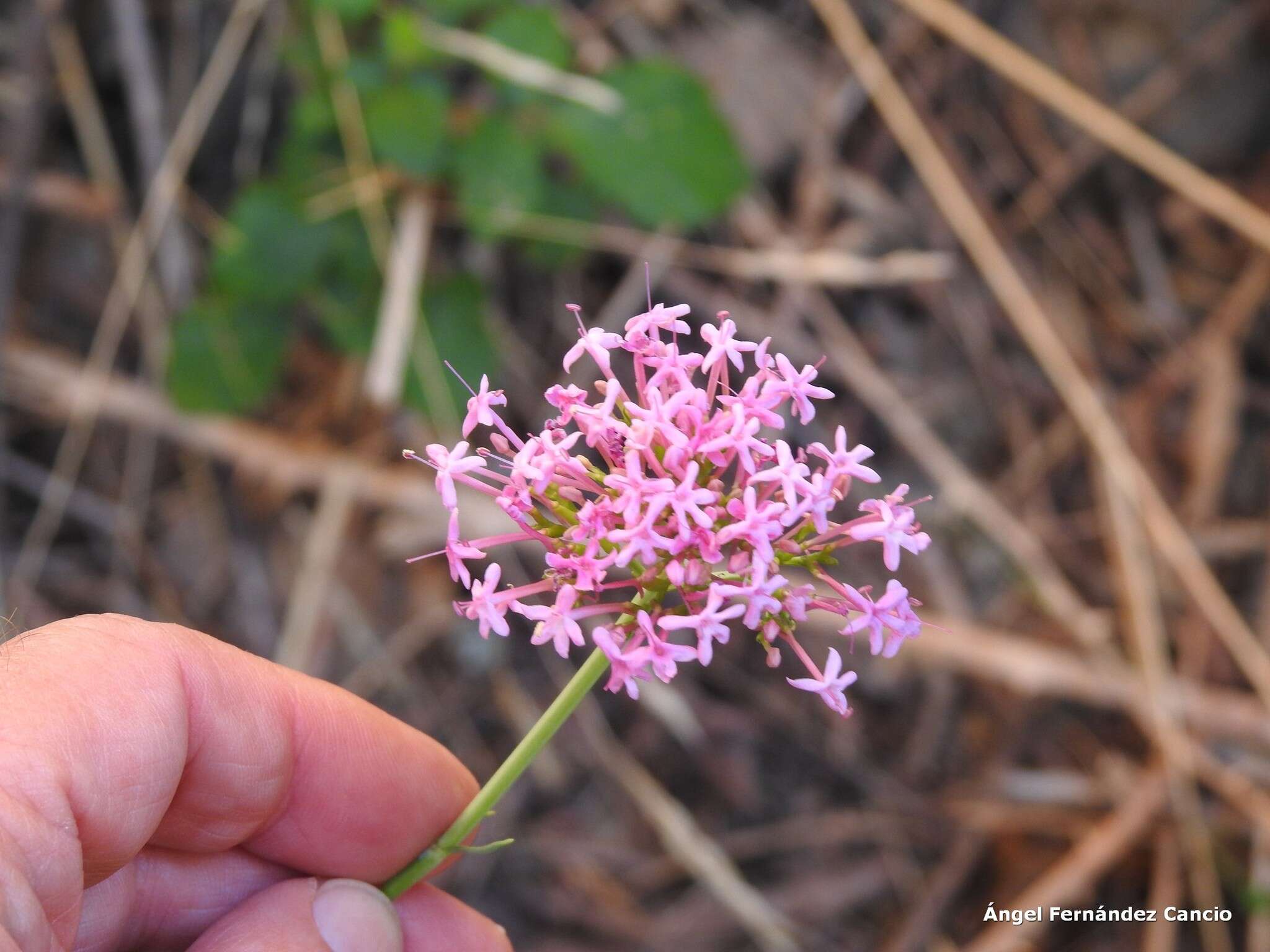 Image of Centranthus lecoqii Jordan