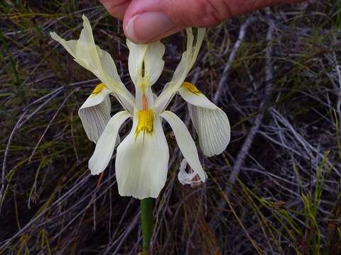 Image of Moraea angusta (Thunb.) Ker Gawl.