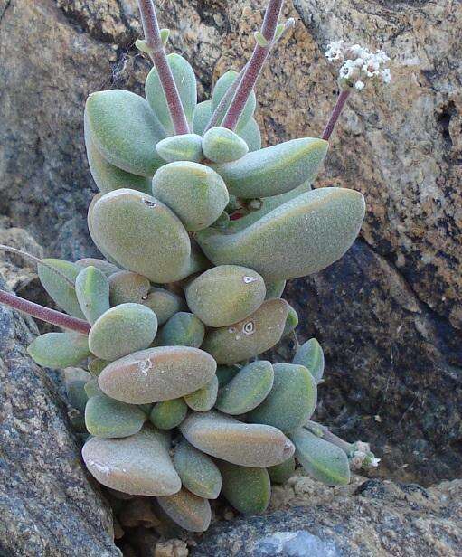 Sivun <i>Crassula <i>sericea</i></i> var. sericea kuva