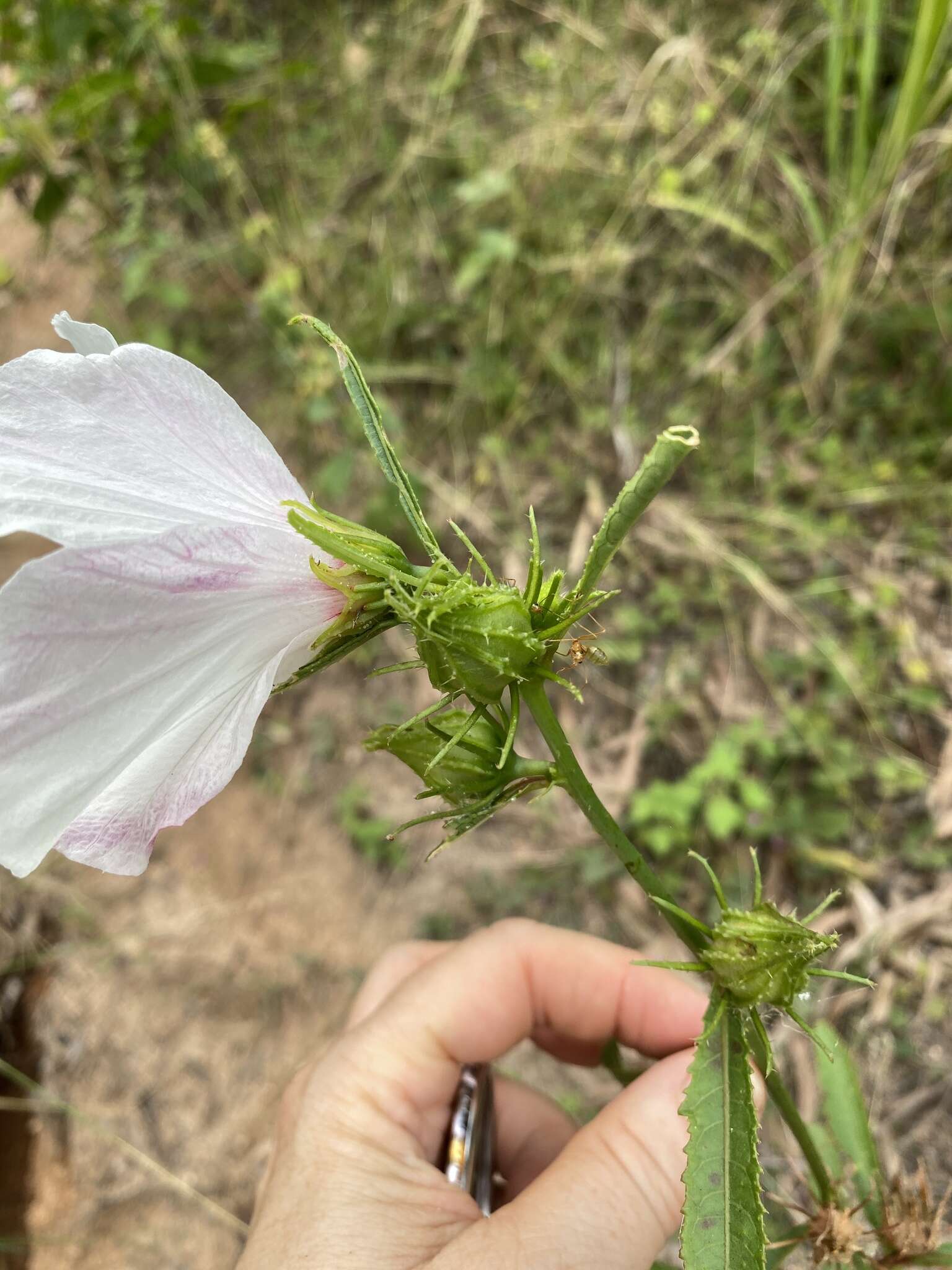 Image of Hibiscus meraukensis Hochr.