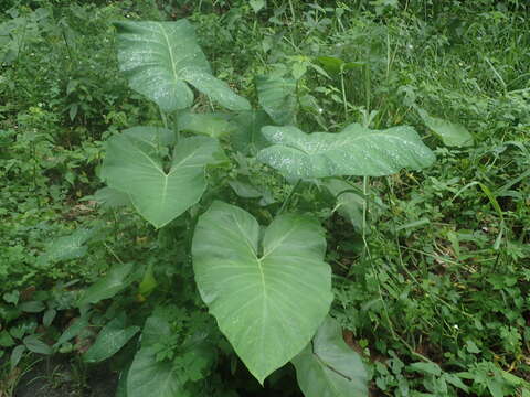 Image of Xanthosoma sagittifolium (L.) Schott