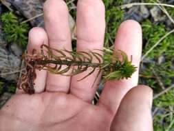 Image of streamside sphagnum