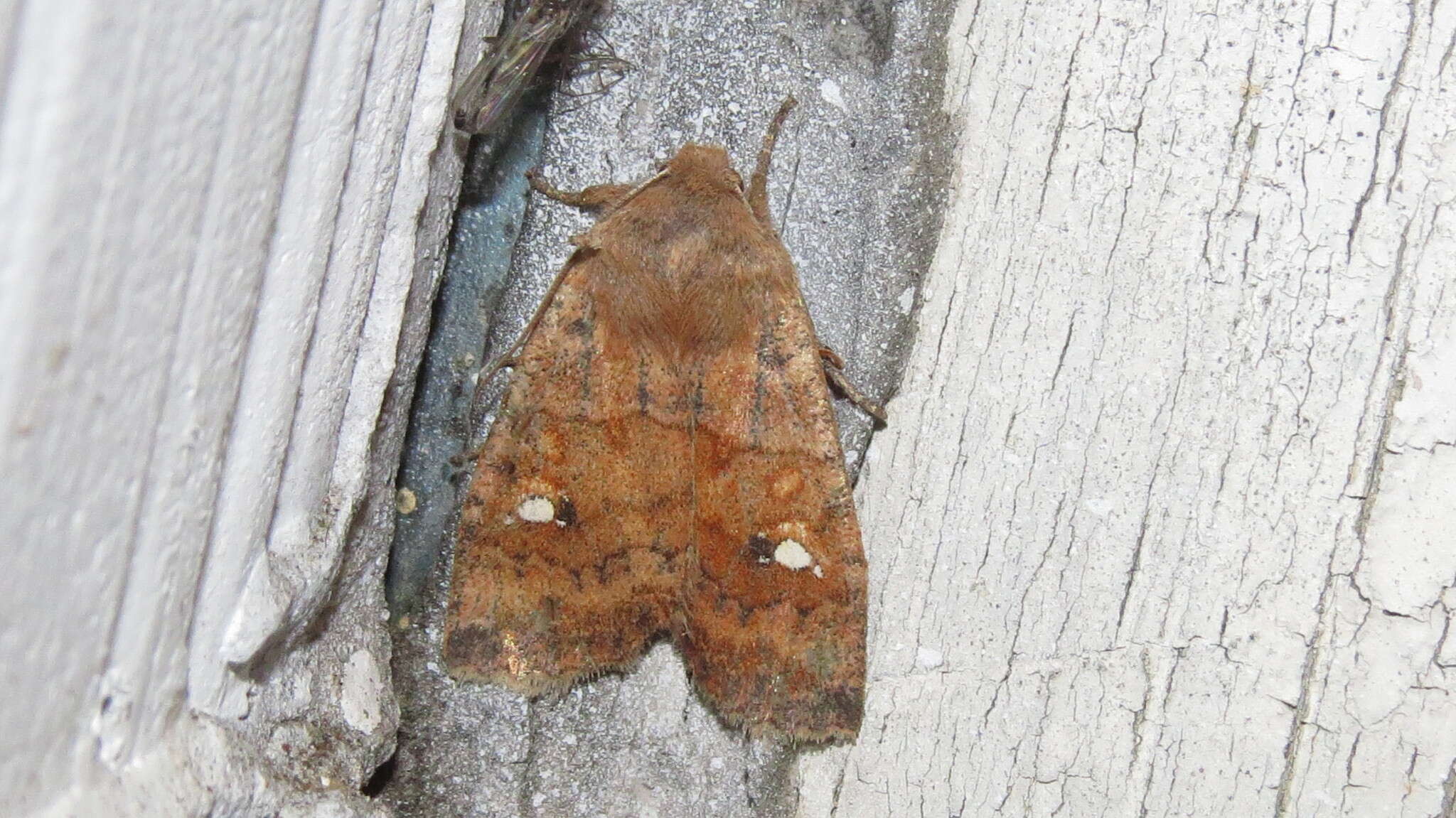 Image of Three-Spotted Sallow