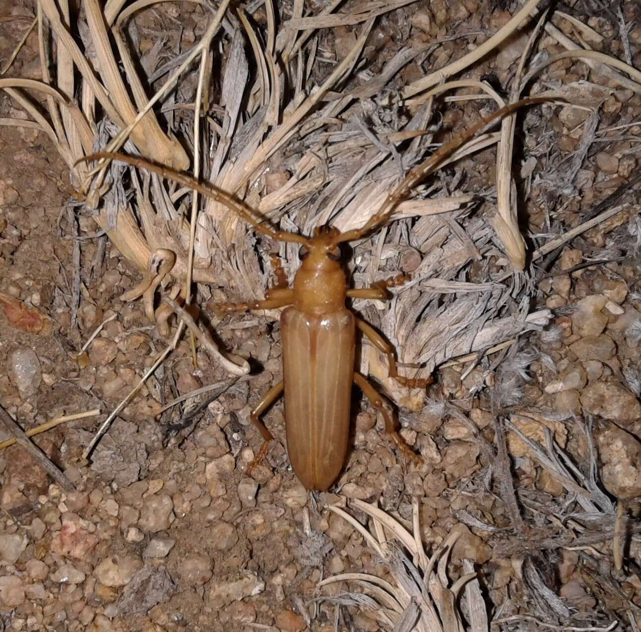 Image of Atylostagma polita White 1853