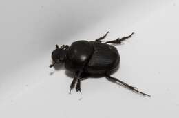 Imagem de Euonthophagus gibbosus (Scriba 1790)