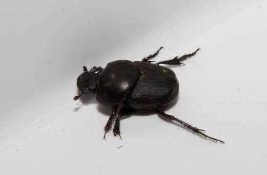 Imagem de Euonthophagus gibbosus (Scriba 1790)