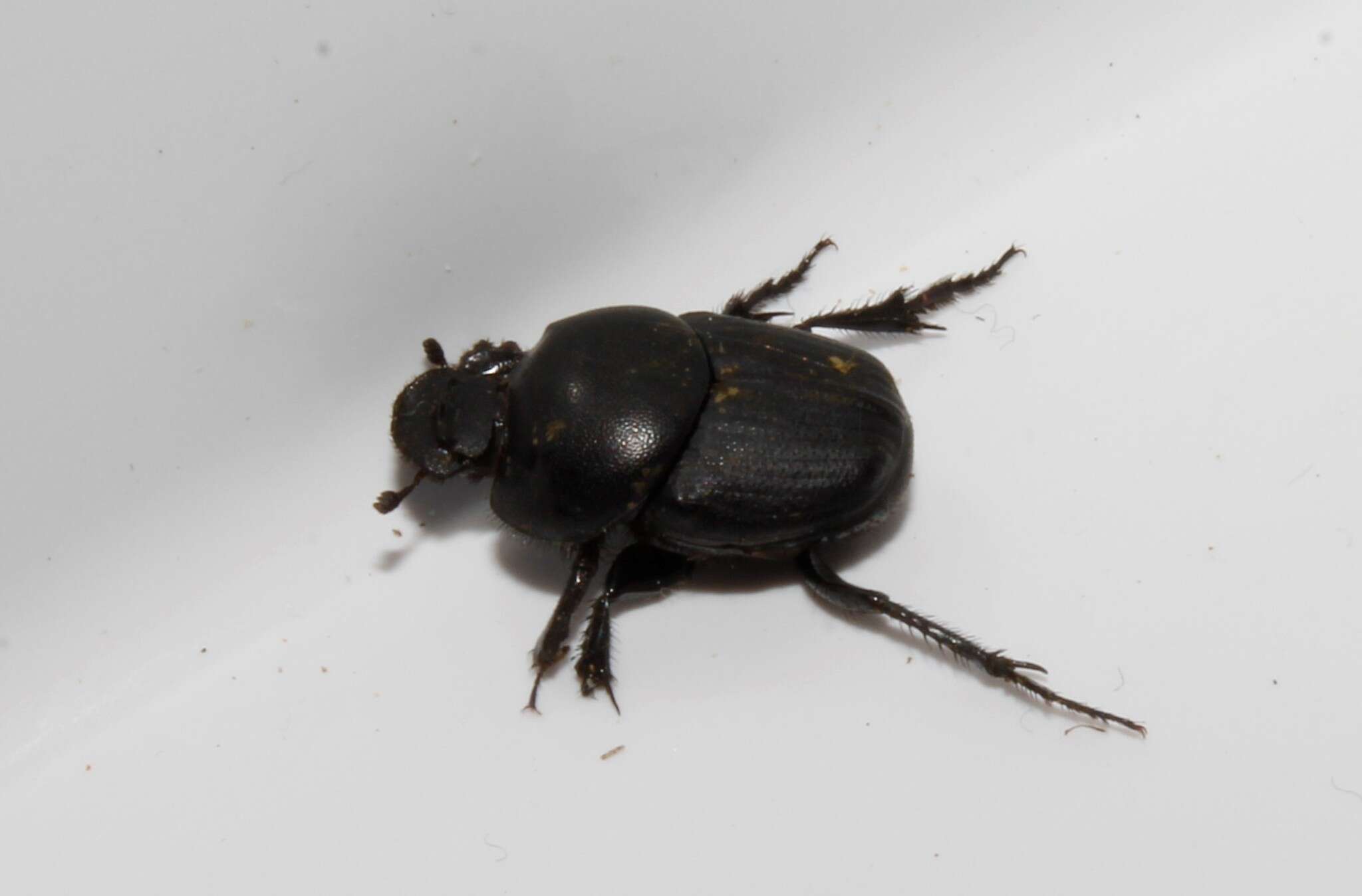 Слика од Euonthophagus gibbosus (Scriba 1790)