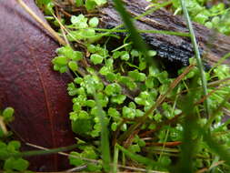 Imagem de Hydrocotyle callicarpa Bunge