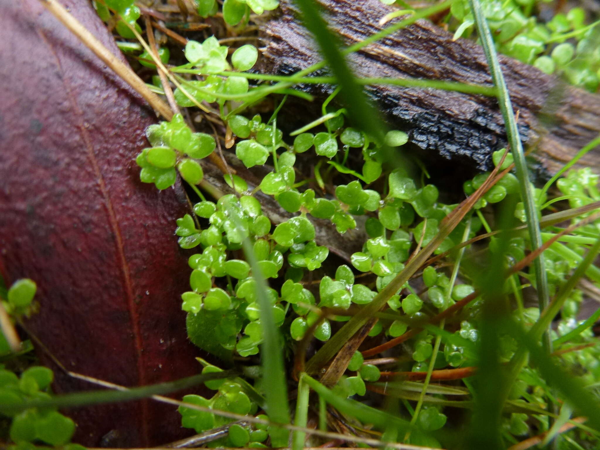 Image of Hydrocotyle callicarpa Bunge