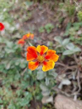 Image of Potentilla argyrophylla Wall.