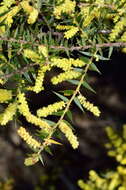 Acacia oxycedrus Sieber ex DC.的圖片