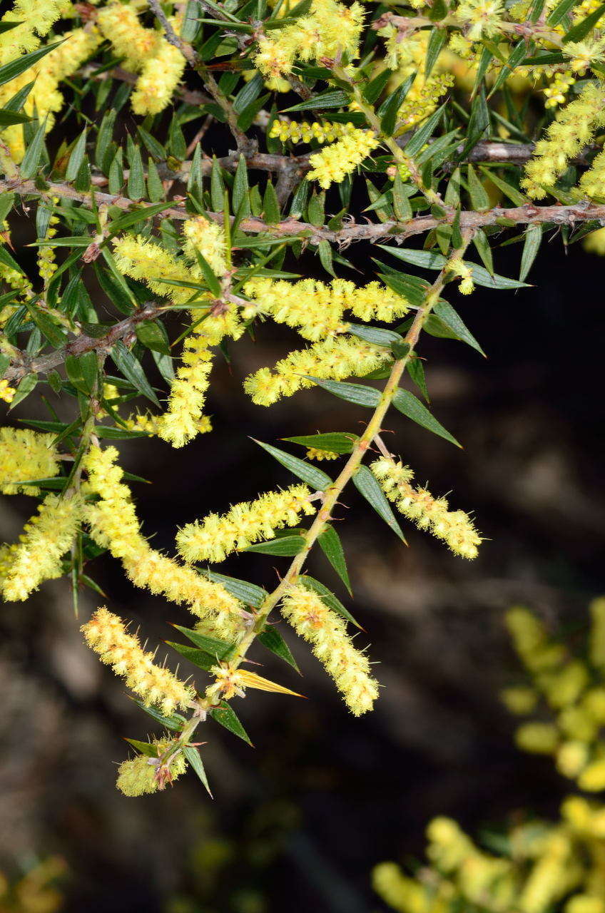 Acacia oxycedrus Sieber ex DC.的圖片