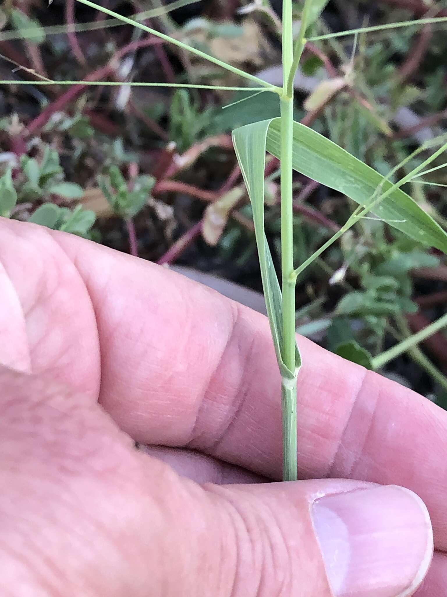 Image of Australian millet