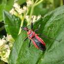 صورة Rhynocoris fuscipes (Fabricius 1787)